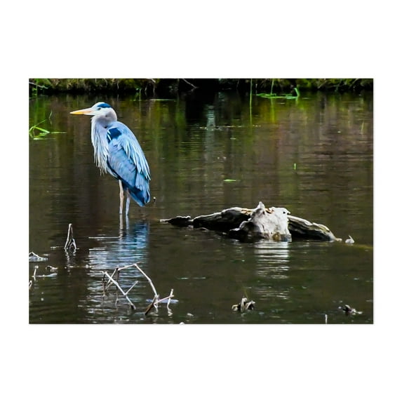 Great Blue Heron - Pennsylvania Photography Bird Wildlife Nature Lake Scenic Water Animal Unframed Wall Art Print 5 x 7 inches