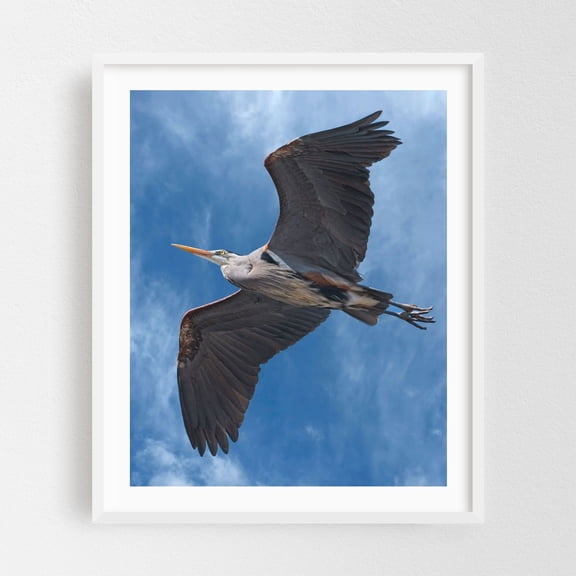 Great Blue Heron - Photography Bird Wildlife Nature Animal Scenic Wilderness White Framed Wall Art Print 6 x 8 inches