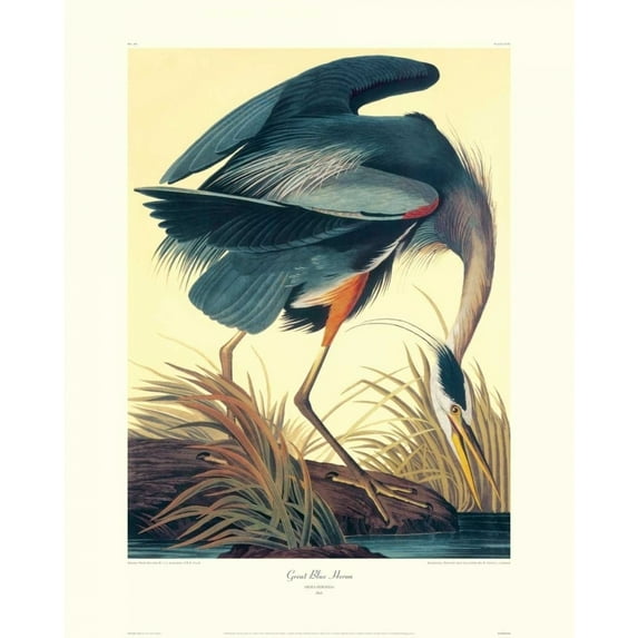 Great Blue Heron Poster Print by John James Audubon