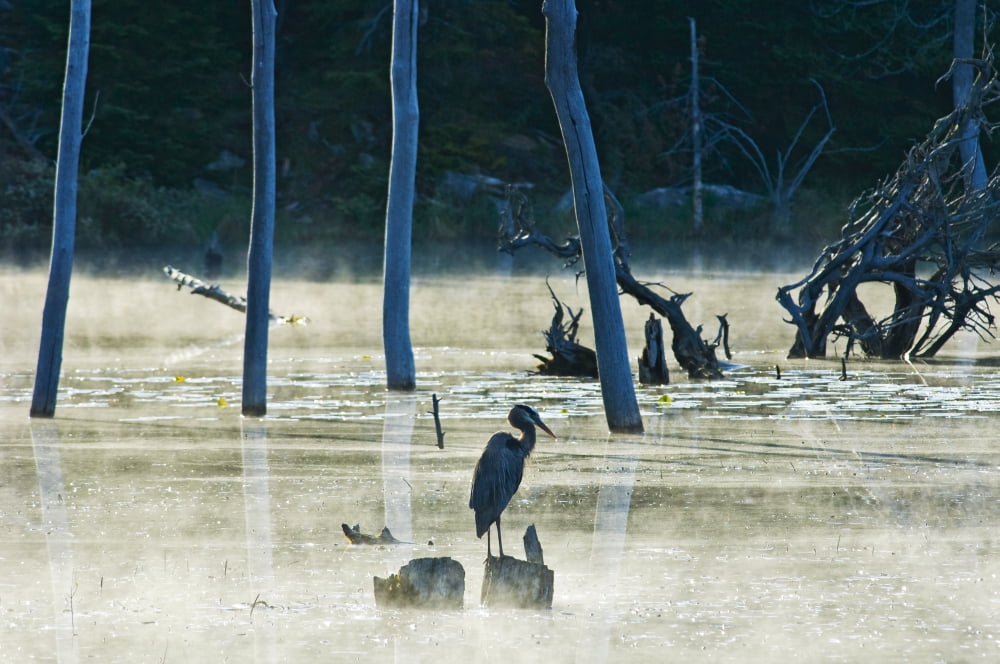 Great Blue Heron Rabi Lake Near Parry Sound Ontario Canvas Art - Mike Grandmaison Design Pics (36 x 24)