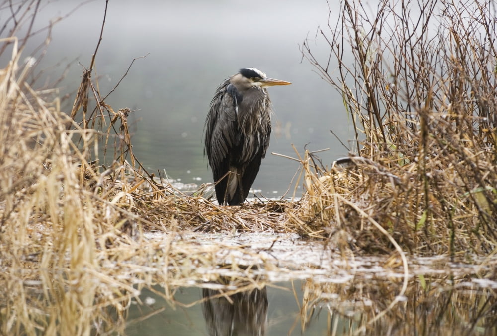 Great Blue Heron Stands In The Reeds At The Edge Of Ward Lake In Ketchikan Alaska During Winter Canvas Art - Hall Anderson Design Pics (18 x 12)