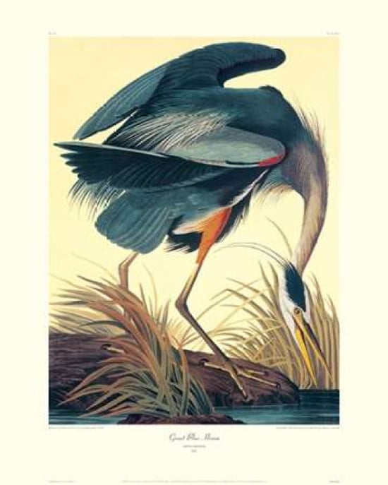 Great Blue Heron (decorative border) Canvas Art - John James Audubon (24 x 30)