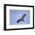 thumbnail image 1 of Great Blue Heron in Flight, Animals Framed Art Print Wall Art by Arthur Morris Sold by Art.Com, 1 of 6