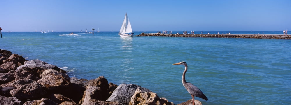 Great Blue Heron perching on a rocks South Jetty Venice Sarasota County Florida USA Canvas Art - Panoramic Images (36 x 12)