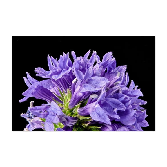 Great Blue Lobelia - Photography Floral Flowers Nature Botanical Garden Scenic Pastel Unframed Wall Art Print 4 x 6 inches