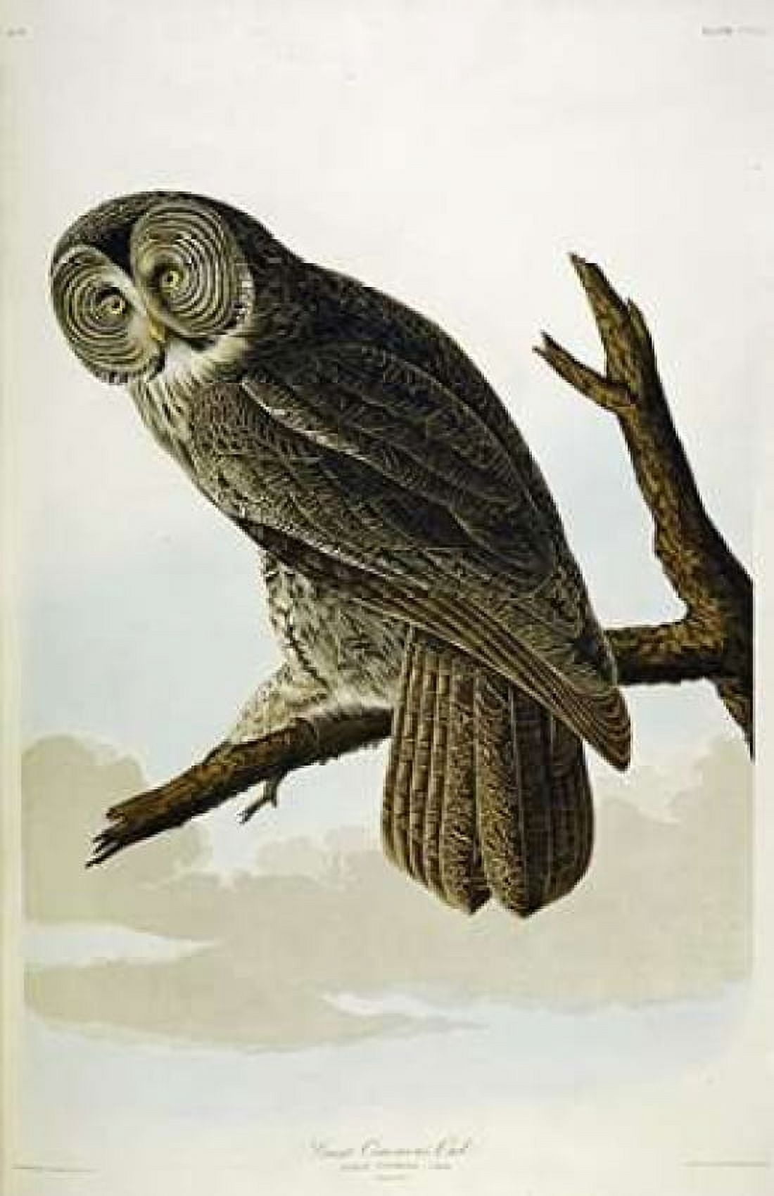 Great Cinereous Owl Canvas Art - John James Audubon (24 x 36)