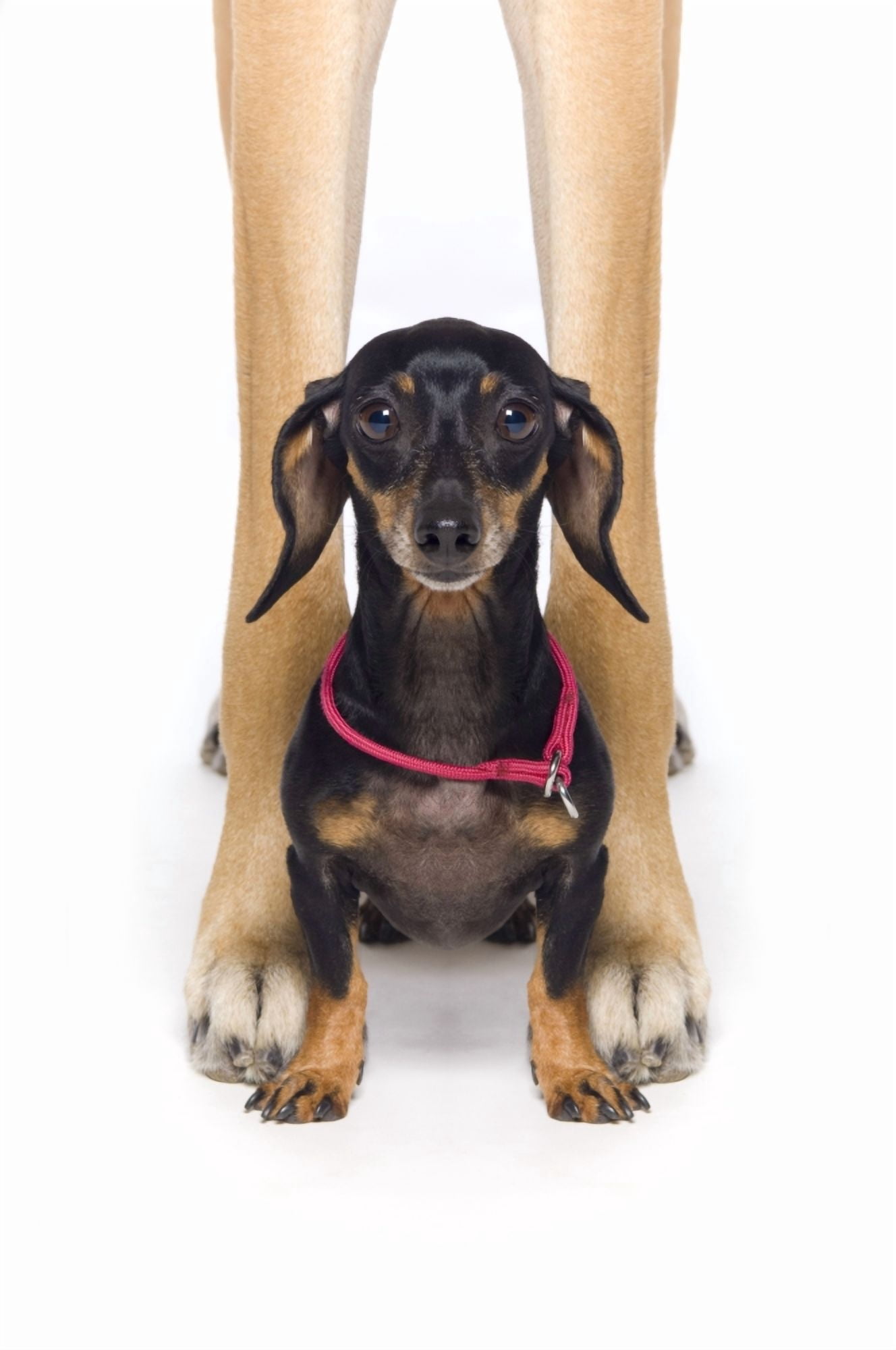 Great Dane And A Dachshund Canvas Art - Corey Hochachka Design Pics (11 x 17)