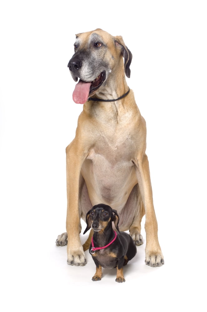 Great Dane And Dachshund Portrait Canvas Art - Corey Hochachka Design Pics (11 x 17)