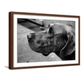 thumbnail image 1 of Great Dane, Animals Framed Art Print Wall Art Sold by Art.Com, 1 of 6
