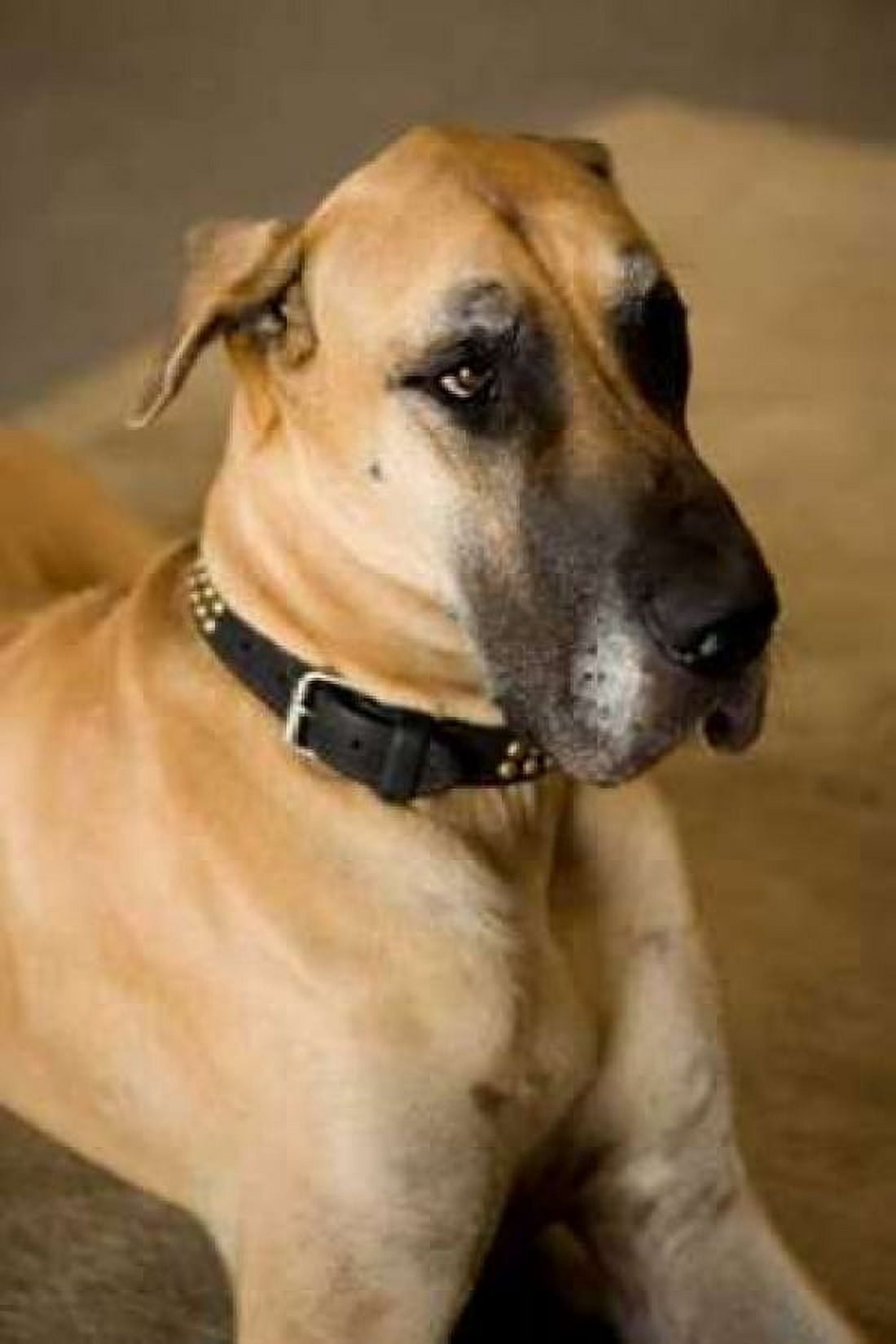 Great Dane Canvas Art - Karyn Millet (12 x 18)