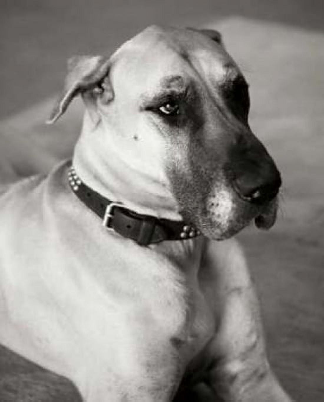 Great Dane Canvas Art - Karyn Millet (24 x 30)