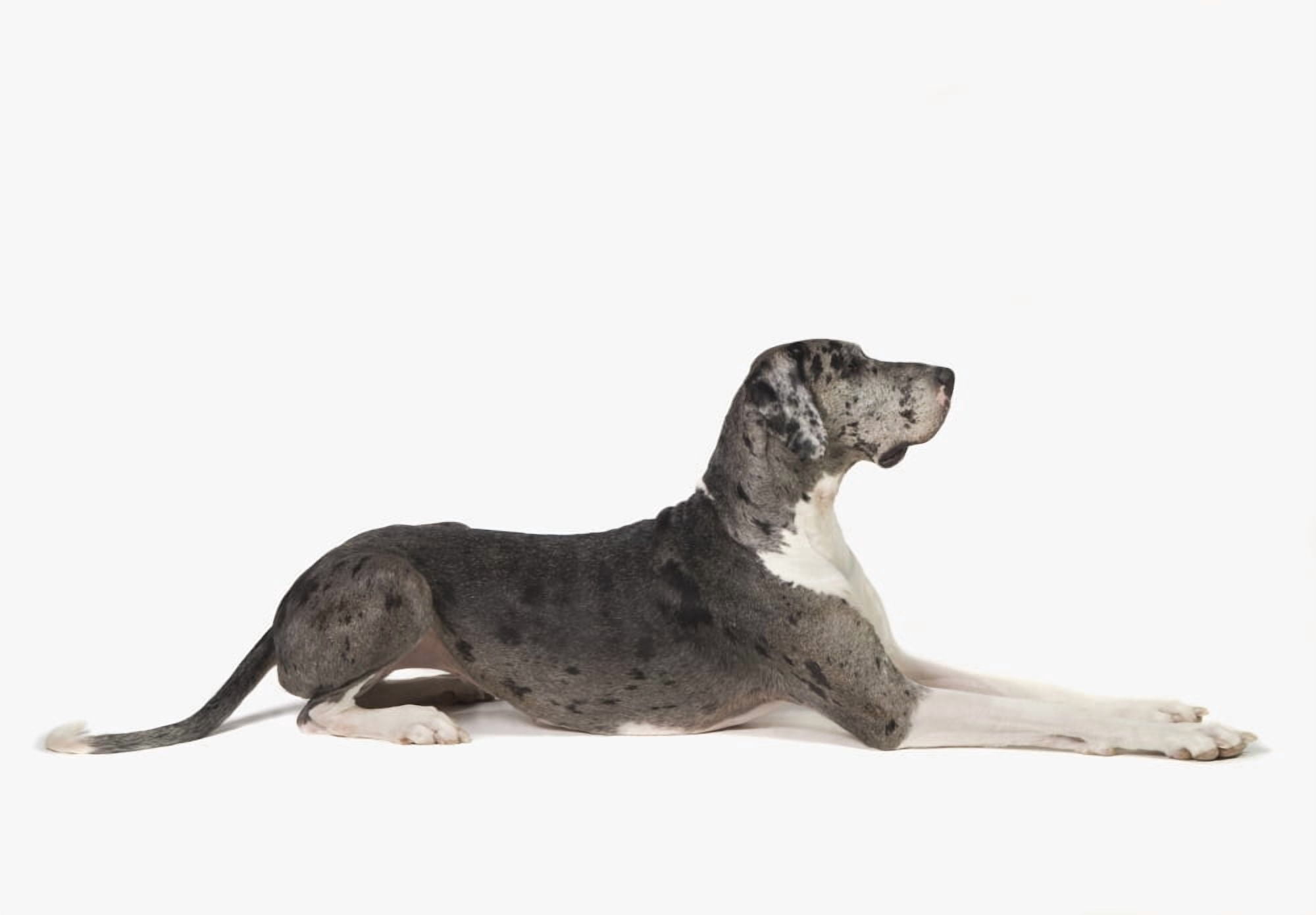 Great Dane Dog Canvas Art - Corey Hochachka Design Pics (18 x 12)