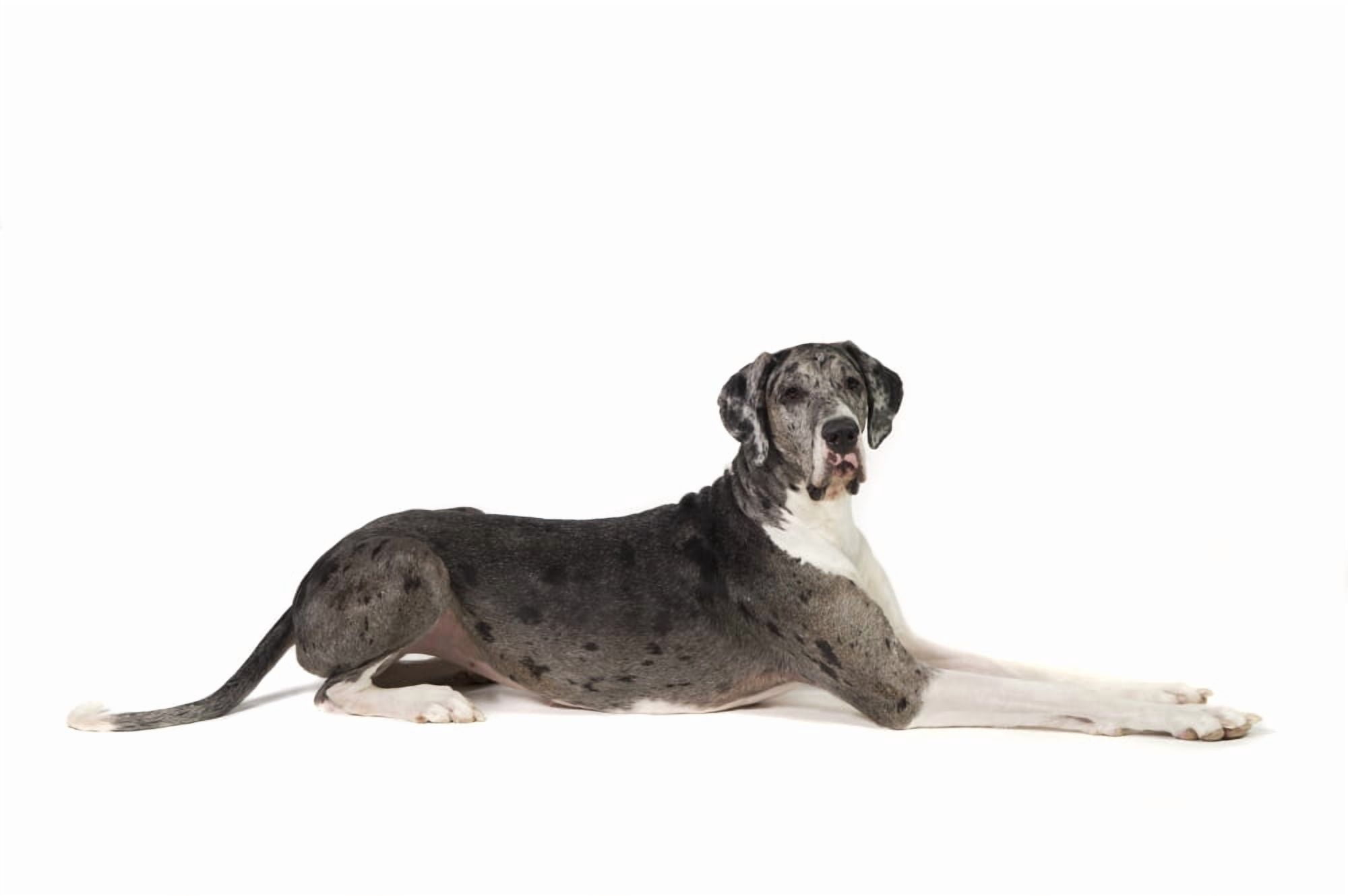 Great Dane Dog Canvas Art - Corey Hochachka Design Pics (18 x 12)
