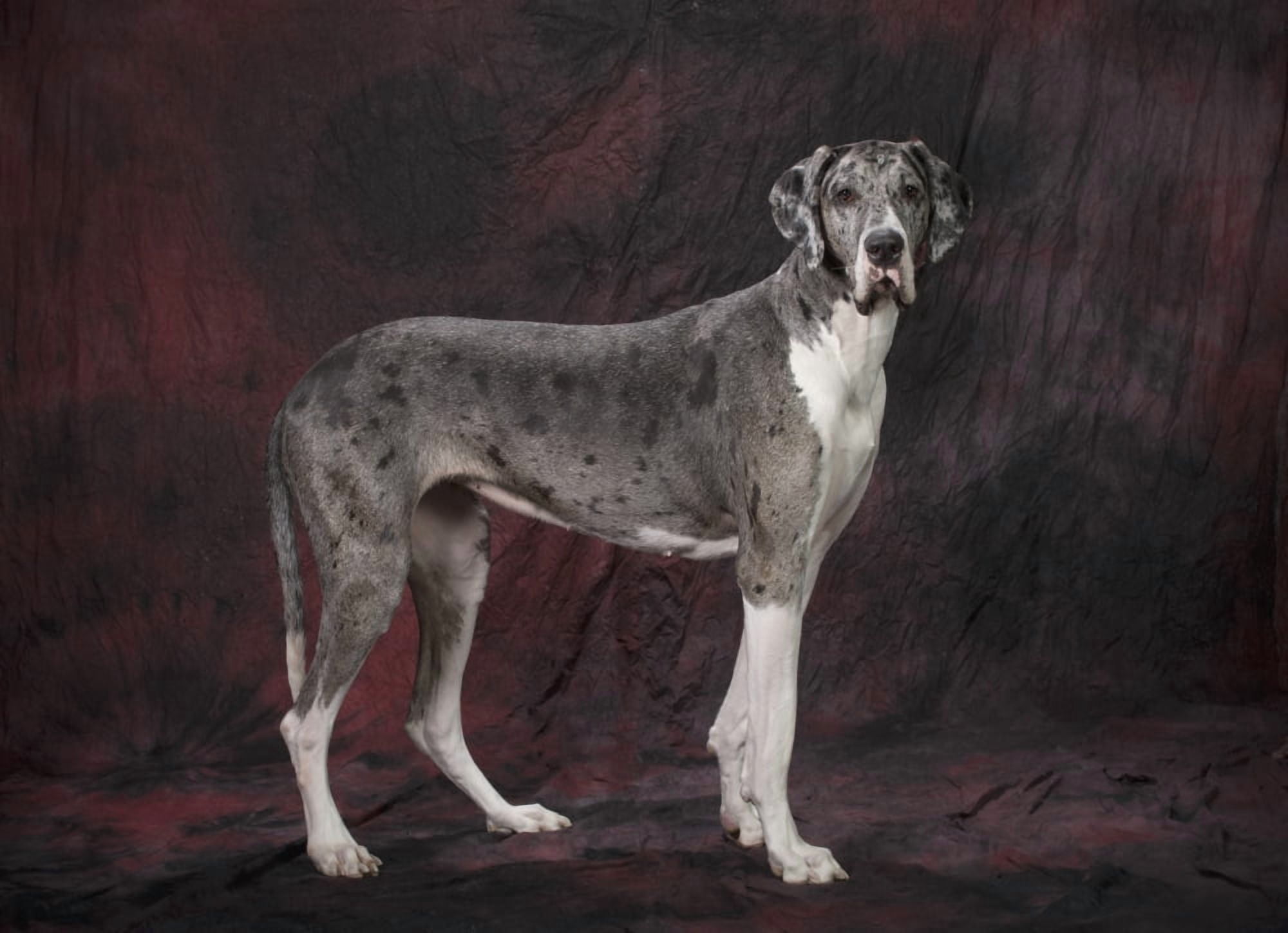 Great Dane Dog Canvas Art - Corey Hochachka Design Pics (18 x 13)