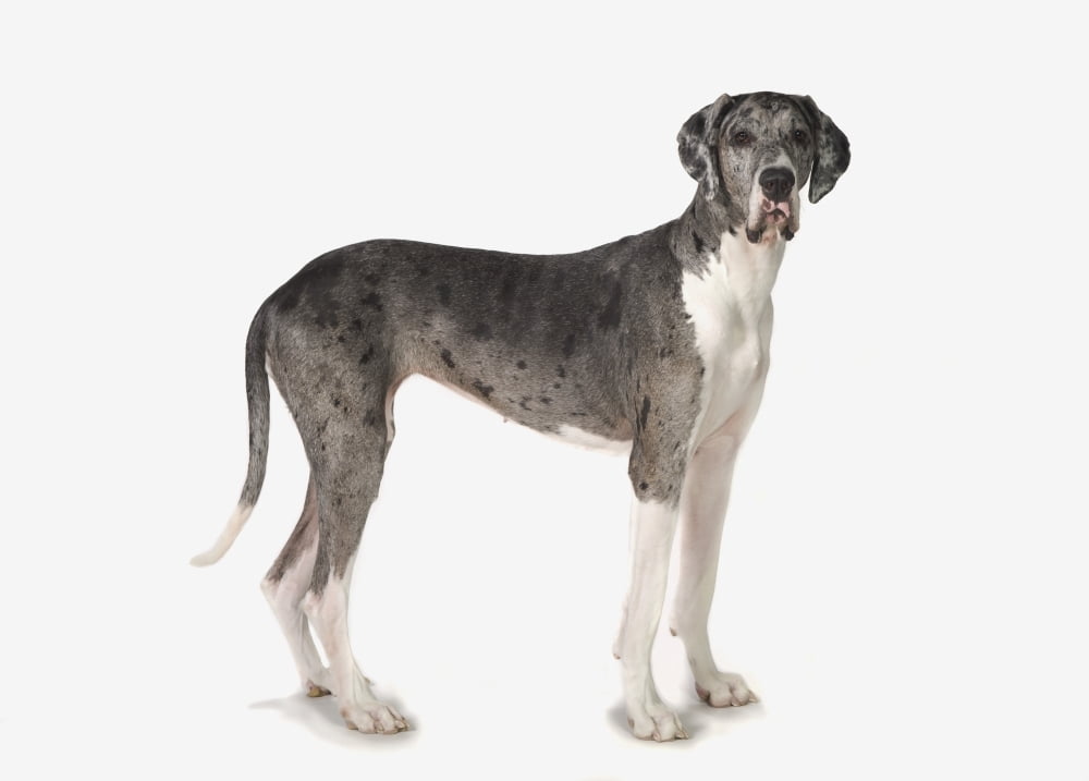 Great Dane Dog Canvas Art - Corey Hochachka Design Pics (18 x 13)