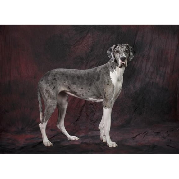 Great Dane Dog Poster Print - 18 x 13