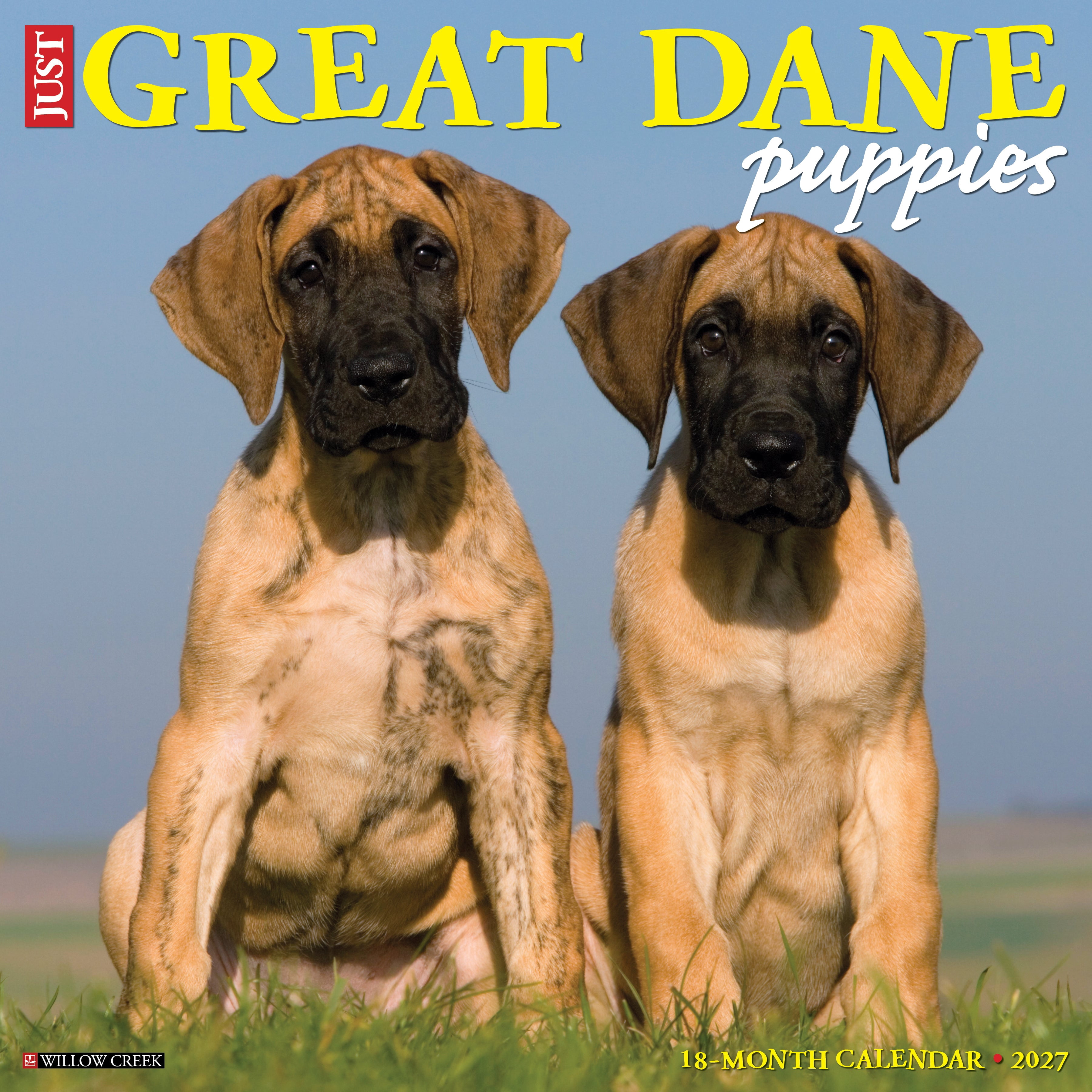 Willow Creek Press, Great Dane Puppies 2027 Wall Calendar