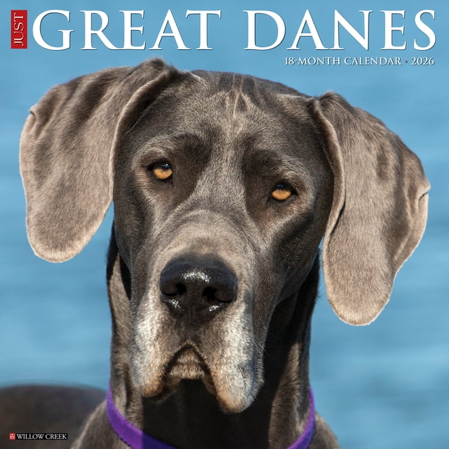 Great Danes 2026 Wall Calendar, (Paperback)