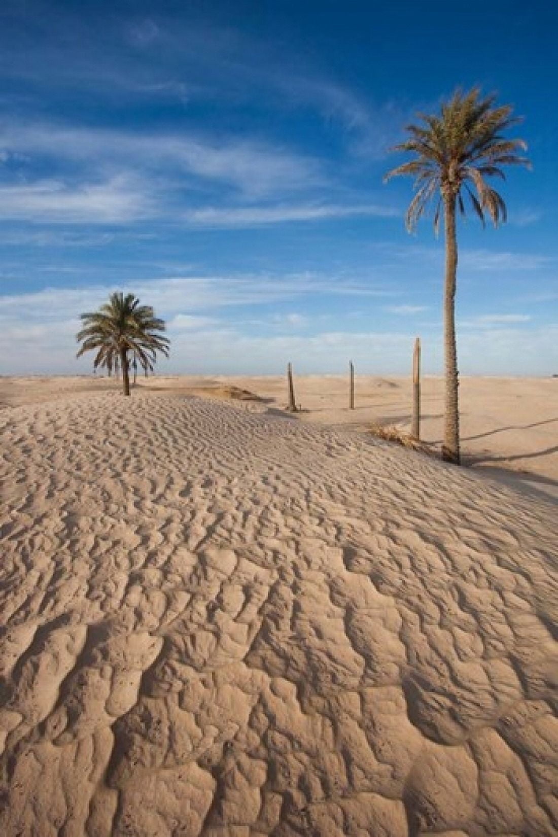 Great Dune and Palm Trees Tunisia Canvas Art - Walter Bibikow DanitaDelimont (11 x 17)