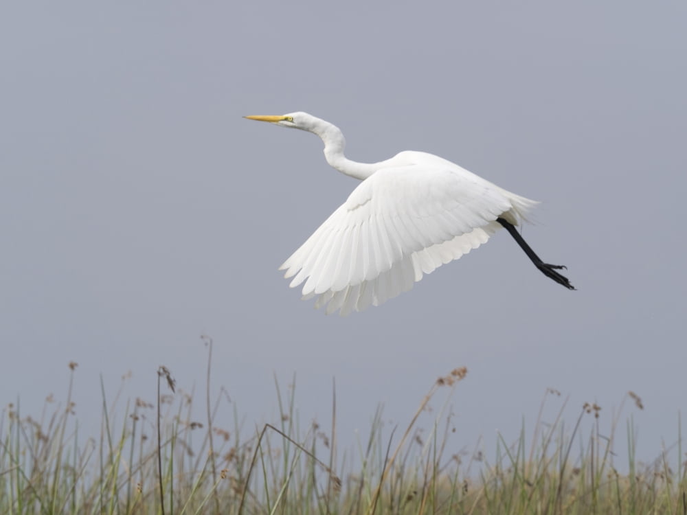 Great Egret (Ardea alba) in flight Okavango Delta Ngamiland Botswana Canvas Art - Panoramic Images (12 x 16)