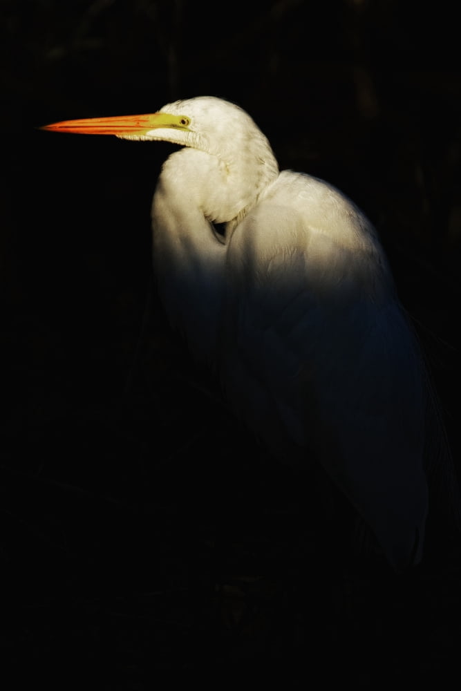 Great Egret Everglades National Park Florida Canvas Art - Robert Postma Design Pics (11 x 17)