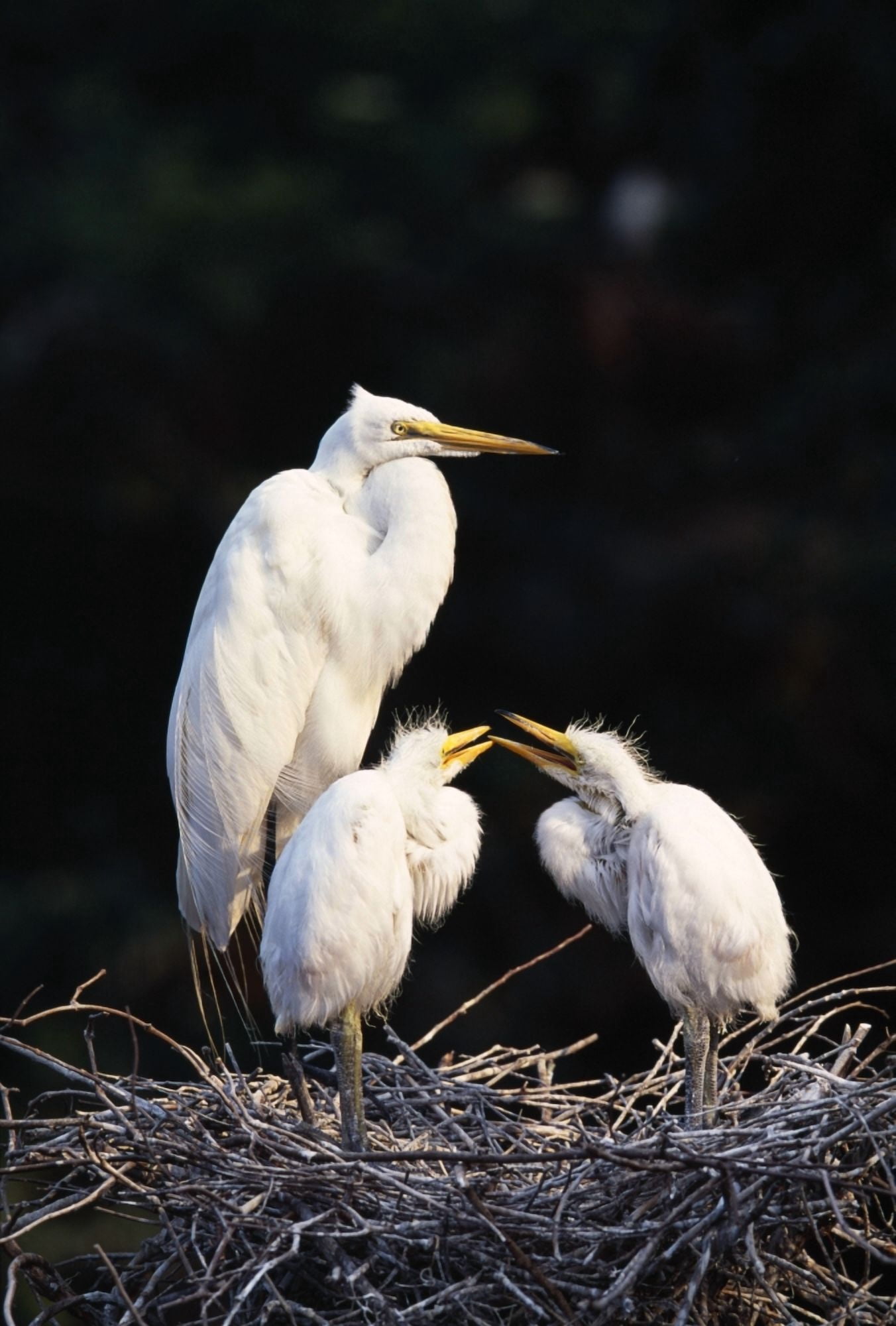 Great Egret In Nest With Young Canvas Art - Natural Selection David Ponton Design Pics (12 x 18)