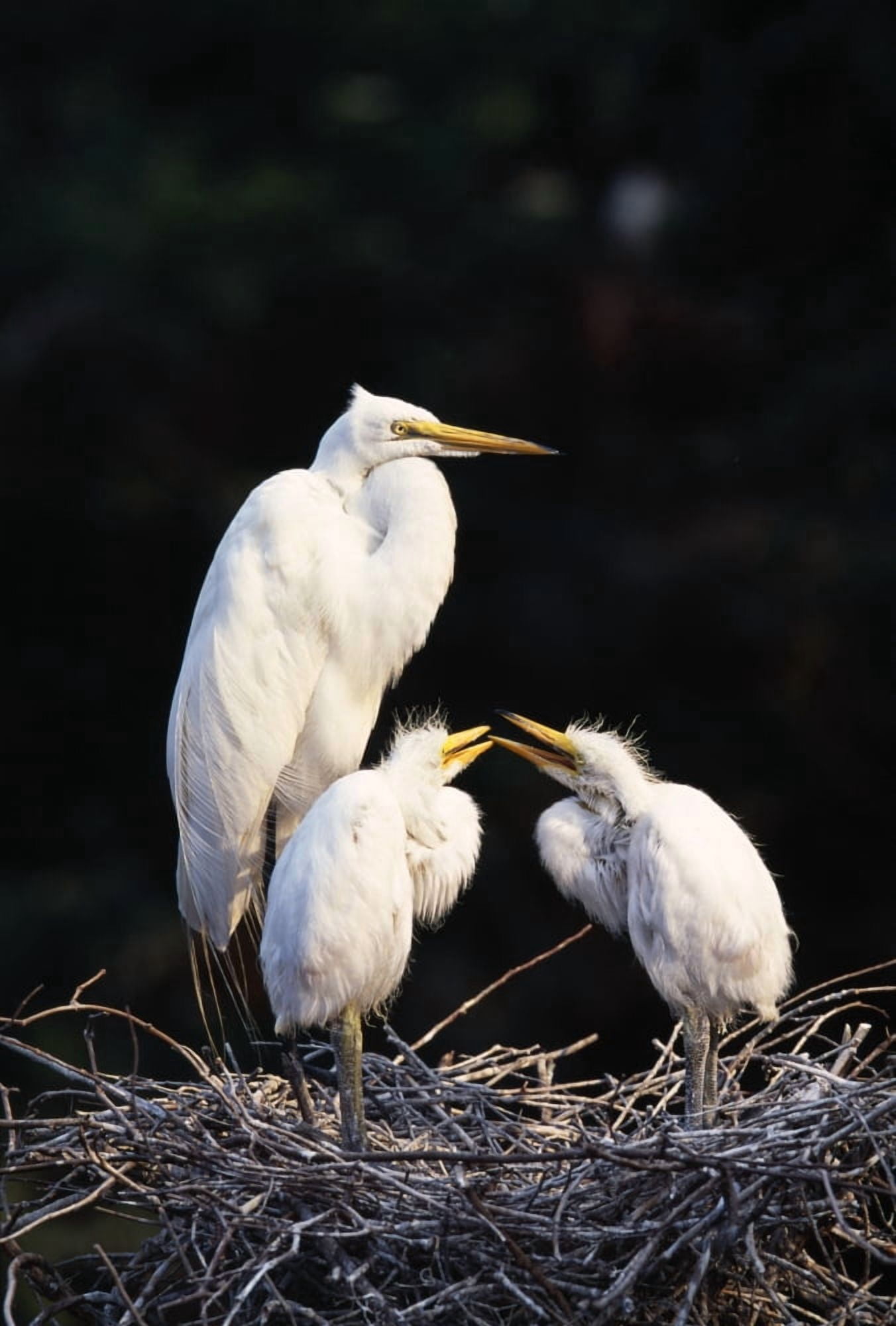 Great Egret In Nest With Young Canvas Art - Natural Selection David Ponton Design Pics (24 x 36)