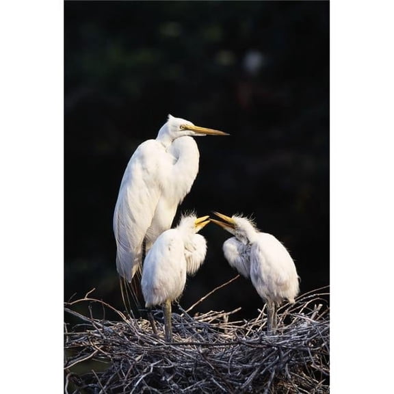 Great Egret in Nest with Young Poster Print by Natural Selection David Ponton - 24 x 36 - Large