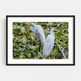 thumbnail image 1 of Great Egrets Perching  - Pennsylvania Photography Bird Wildlife Nature Animal Scenic Water Woodland Black Framed Wall Art Print 12 x 16 inches, 1 of 8