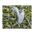 thumbnail image 1 of Great Egrets Perching  - Pennsylvania Photography Bird Wildlife Nature Animal Scenic Water Woodland Unframed Wall Art Print 12 x 16 inches, 1 of 12