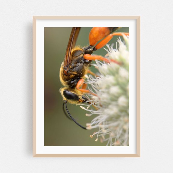 Great Golden Digger Wasp - Photography Insect Wildlife Nature Botanical Floral Garden Oak Framed Wall Art Print 24 x 36 inches