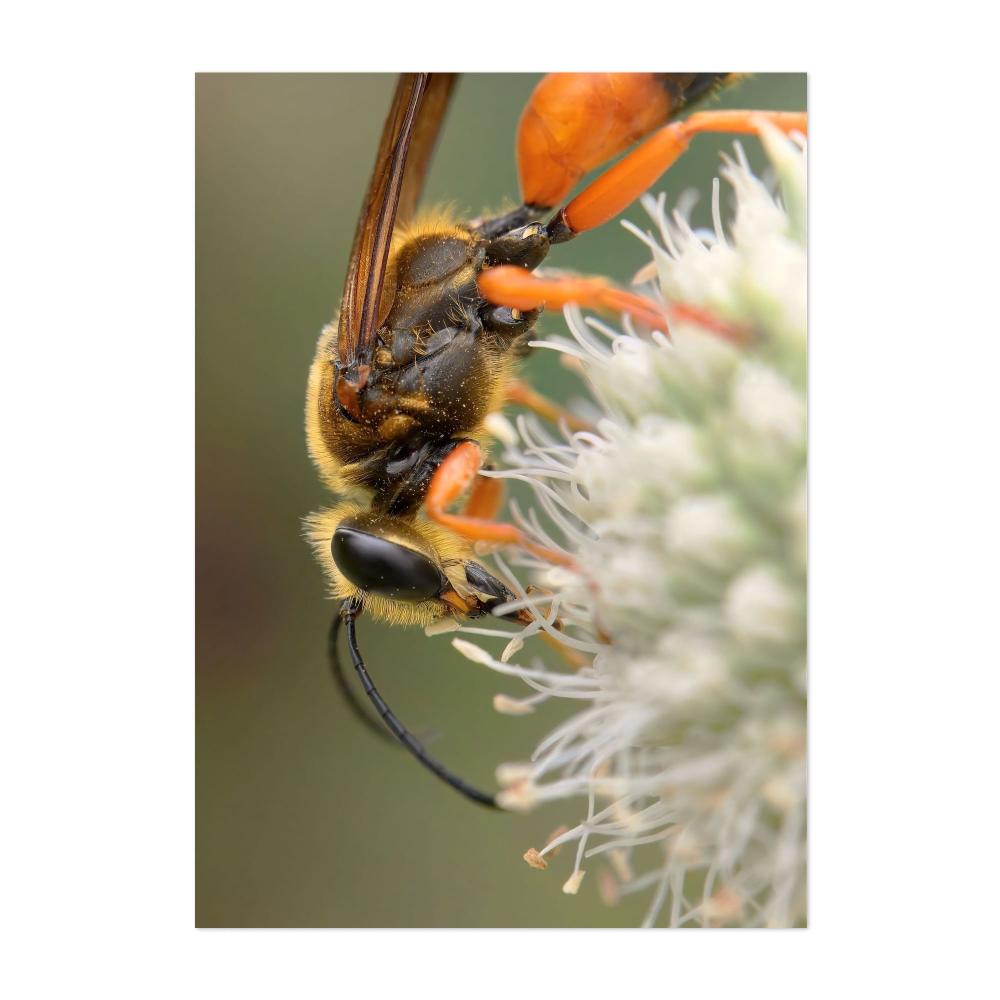 Great Golden Digger Wasp - Photography Insect Wildlife Nature Botanical ...