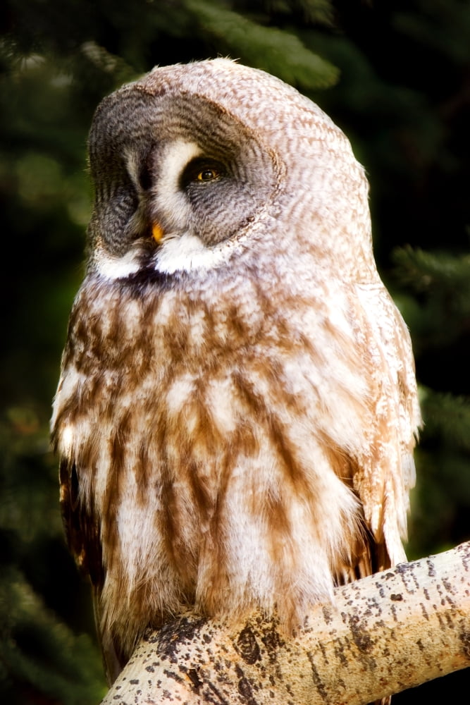 Great Gray Owl Canvas Art - Chris and Kate Knorr Design Pics (22 x 34)