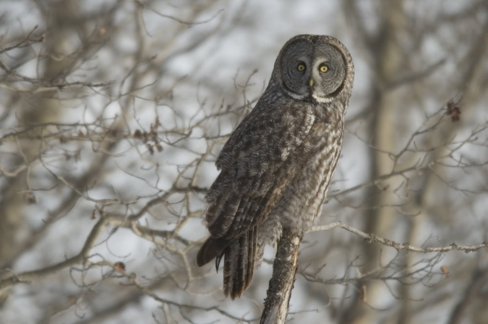 Great Gray Owl In Late Winter Forest Saskatchewan Canada Canvas Art - Grambo Photography and Design Inc Design Pics (17 x 11)