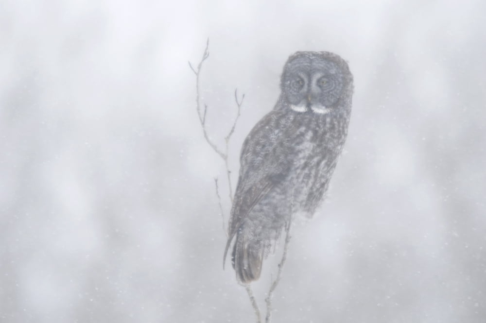 Great Gray Owl (Strix Nebulosa) In Snowstorm Canvas Art - Rebecca Grambo Design Pics (18 x 11)