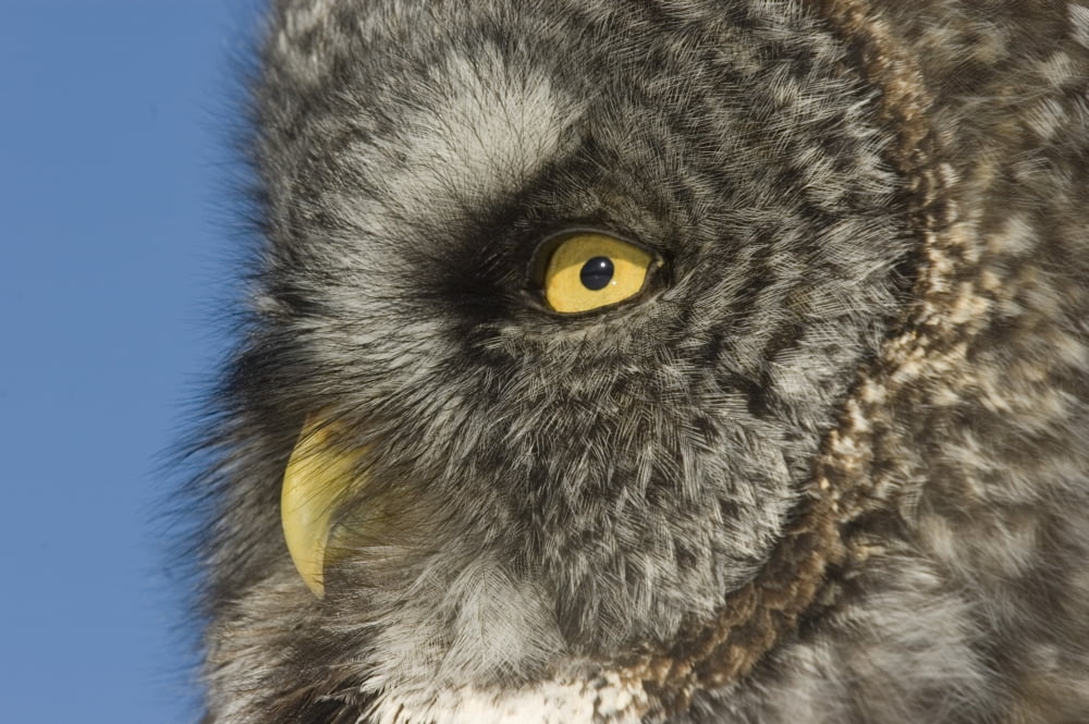 Great Gray Owl (Strix Nebulosa) Saskatchewan Canvas Art - Rebecca Grambo Design Pics (18 x 11)