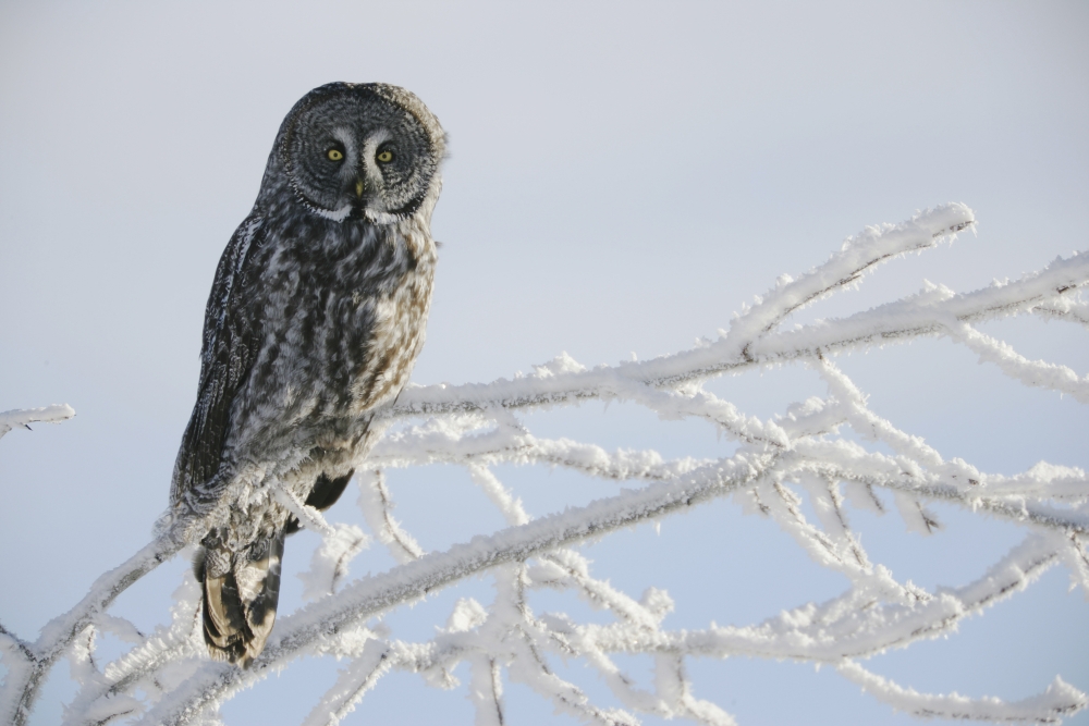 Great Grey Owl Northern British Columbia Canvas Art - Robert Postma Design Pics (18 x 12)