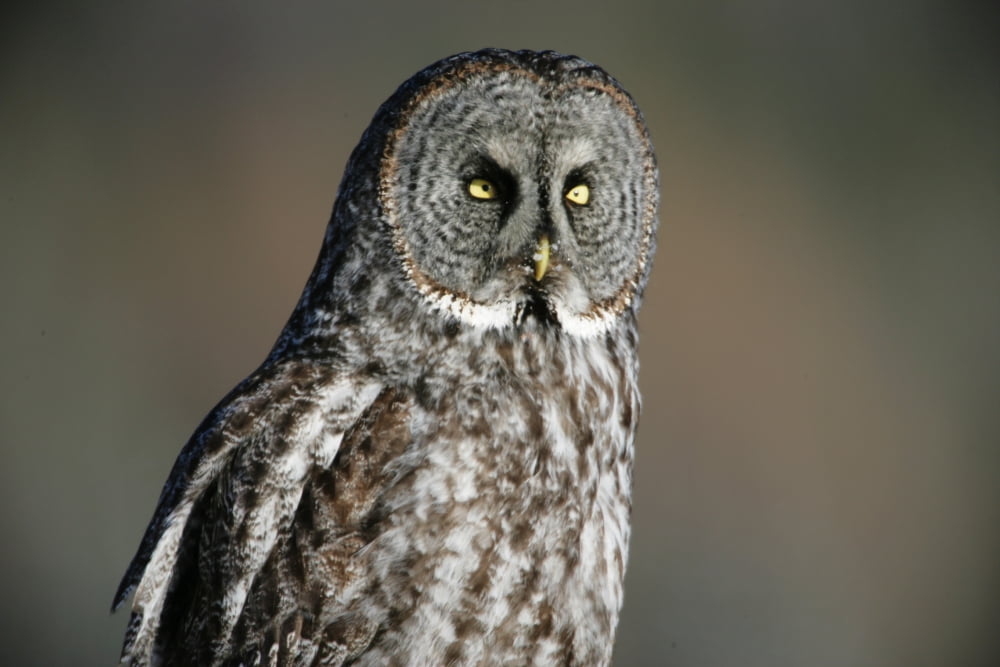 Great Grey Owl Northern British Columbia Canvas Art - Robert Postma Design Pics (18 x 12)