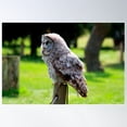 thumbnail image 1 of Great Grey Owl Poster Wall Art, Modern Wall Decor For Living Room Bedroom, 16x24 UNFRAMED, 1 of 3