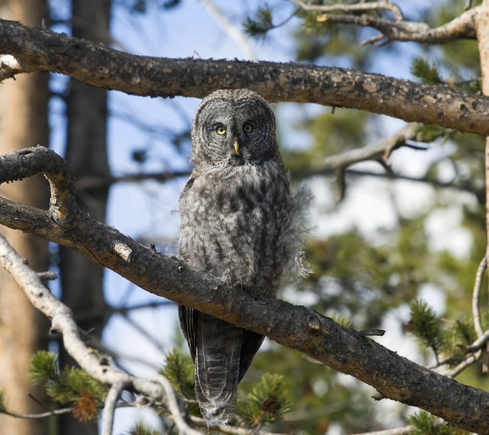 Great Grey Owl (Strix nebulosa) in Yellowstone National Park United States of America Canvas Art - Kip Evans Design Pics (16 x 14)