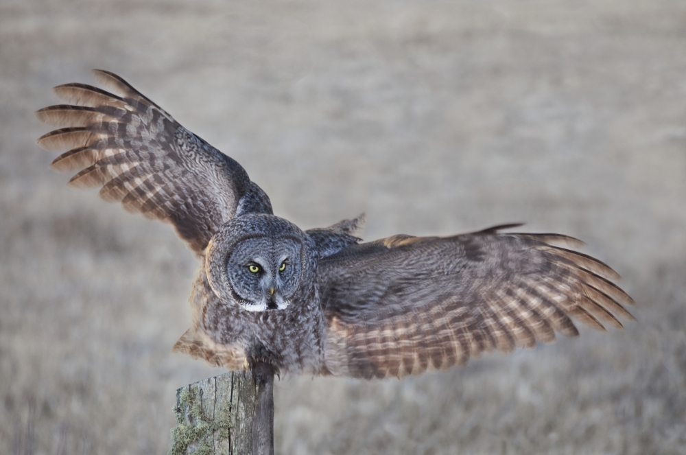 Great Grey Owl (Strix nebulosa) on fence post Thunder Bay Ontario Canada Canvas Art - Susan Dykstra  Design Pics (19 x 12)