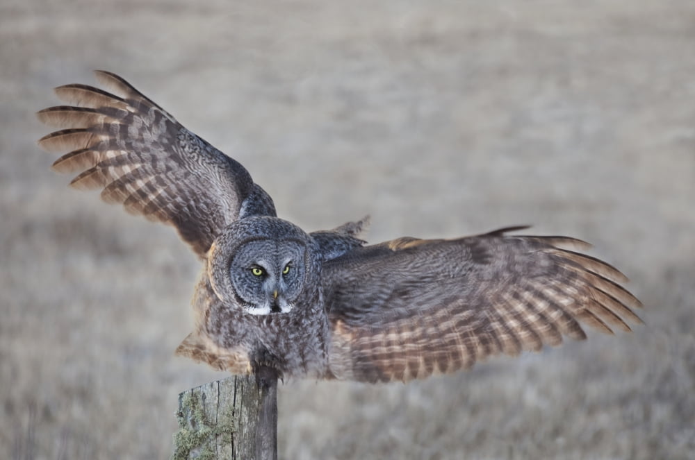 Great Grey Owl (Strix nebulosa) on fence post Thunder Bay Ontario Canada Canvas Art - Susan Dykstra Design Pics (38 x 24)