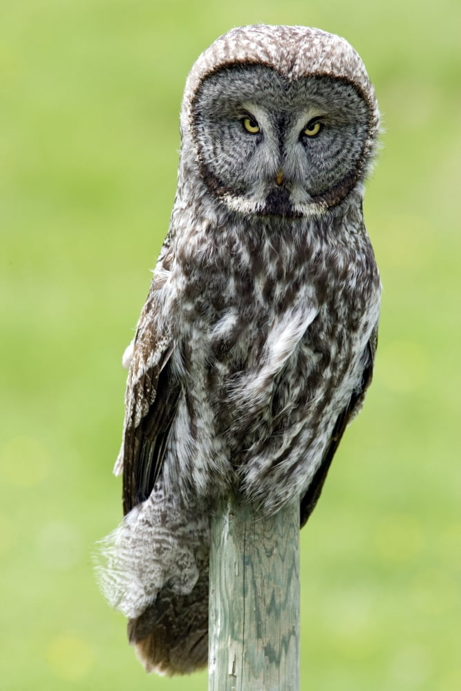 Great Grey Owl Water Valley Alberta Canada Canvas Art - Darwin Wiggett Design Pics (22 x 34)
