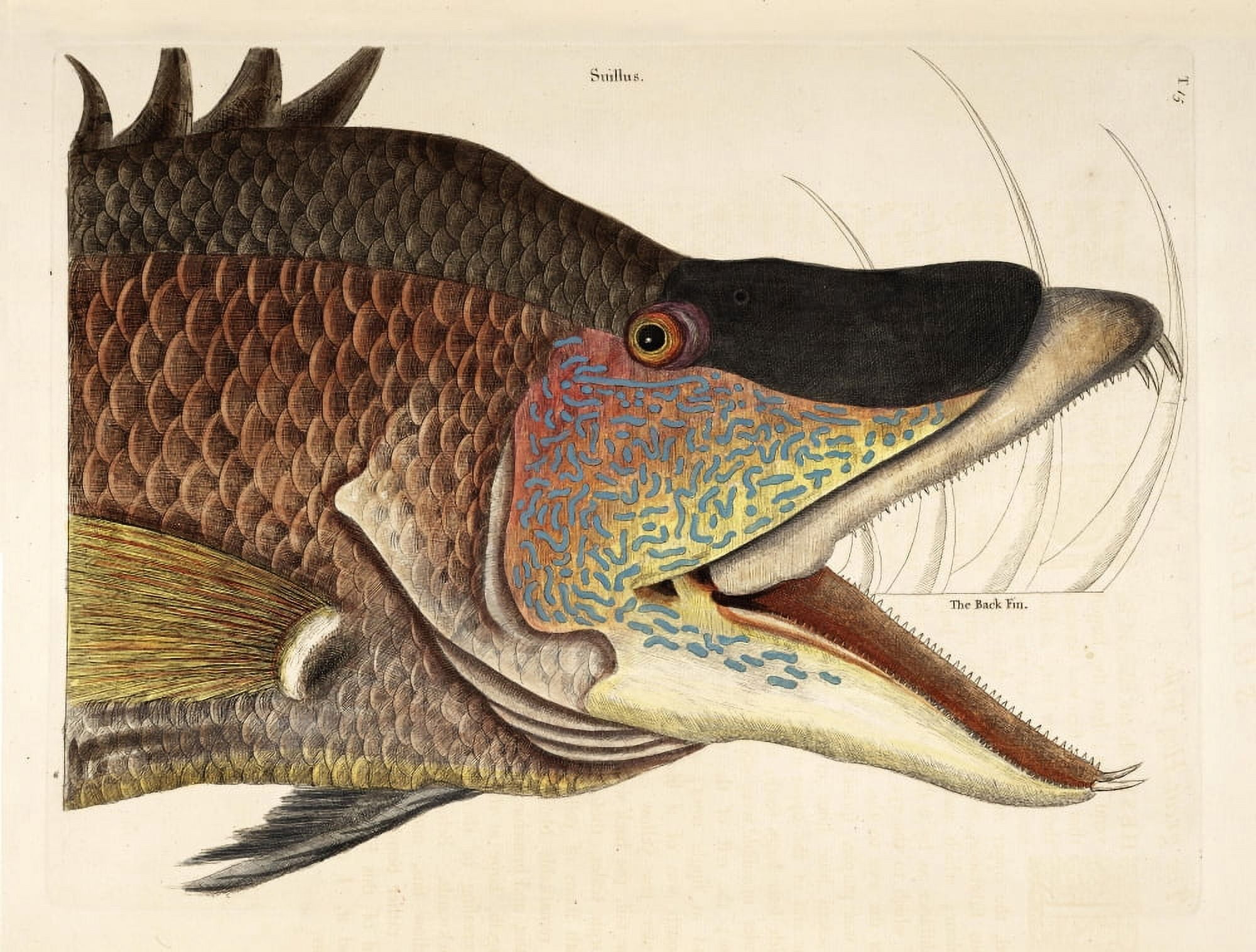 Great Hog Fish Canvas Art - Mark Catesby (24 x 36)