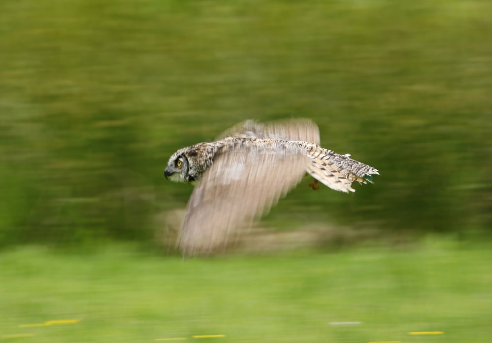 Great Horned Owl (Bubo Virginianus) Canvas Art - Deddeda Design Pics (17 x 12)