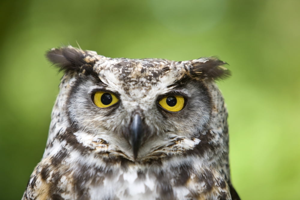 Great Horned Owl (Bubo Virginianus) Canvas Art - Deddeda Design Pics (34 x 22)