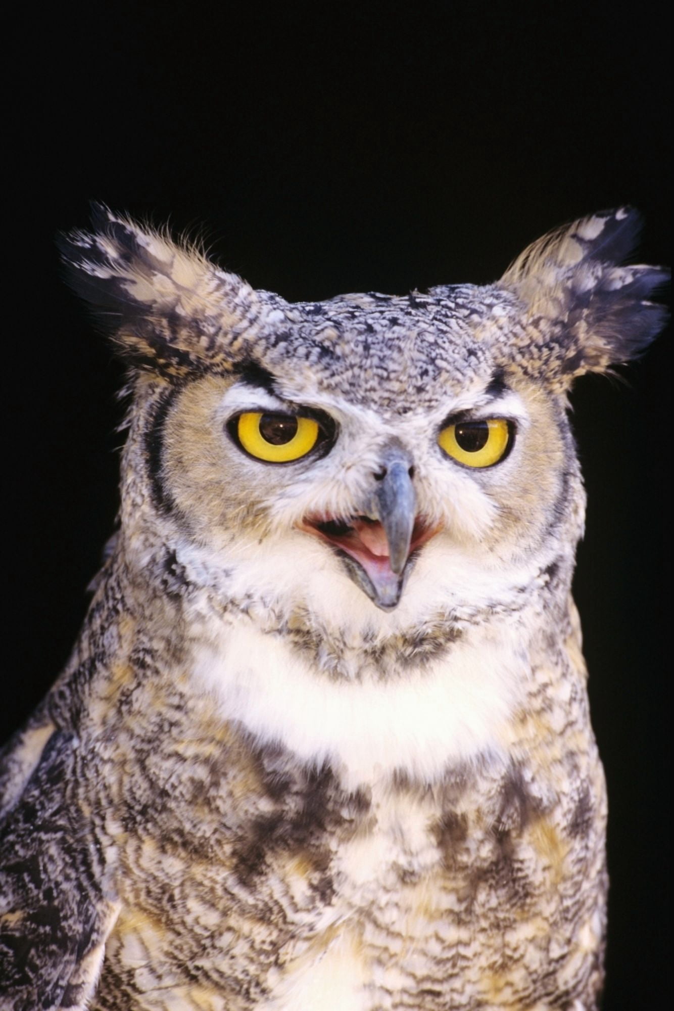 Great Horned Owl (Bubo Virginianus) Closeup Portrait Canvas Art - John Hyde Design Pics (11 x 17)