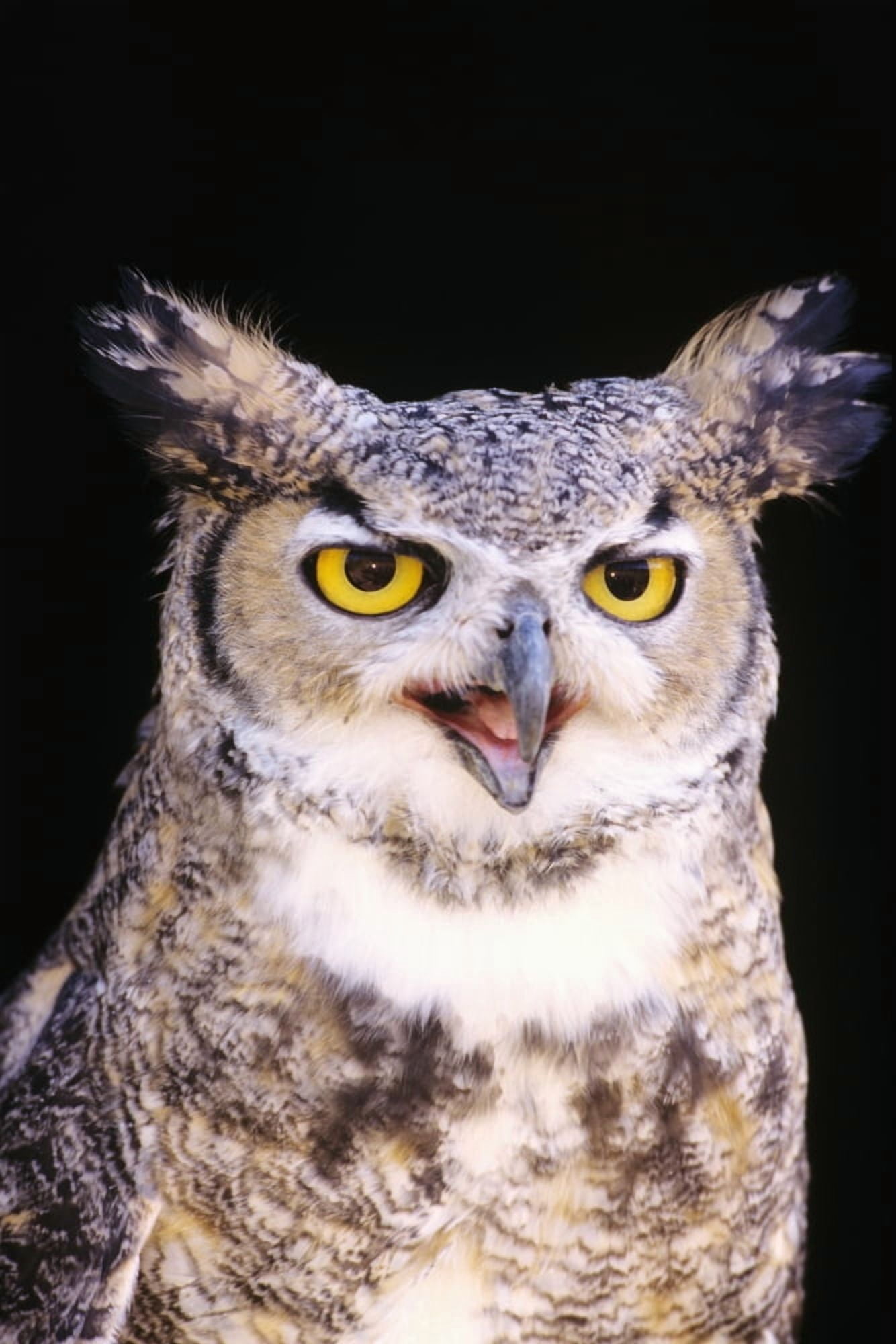 Great Horned Owl (Bubo Virginianus) Closeup Portrait Canvas Art - John Hyde Design Pics (22 x 34)