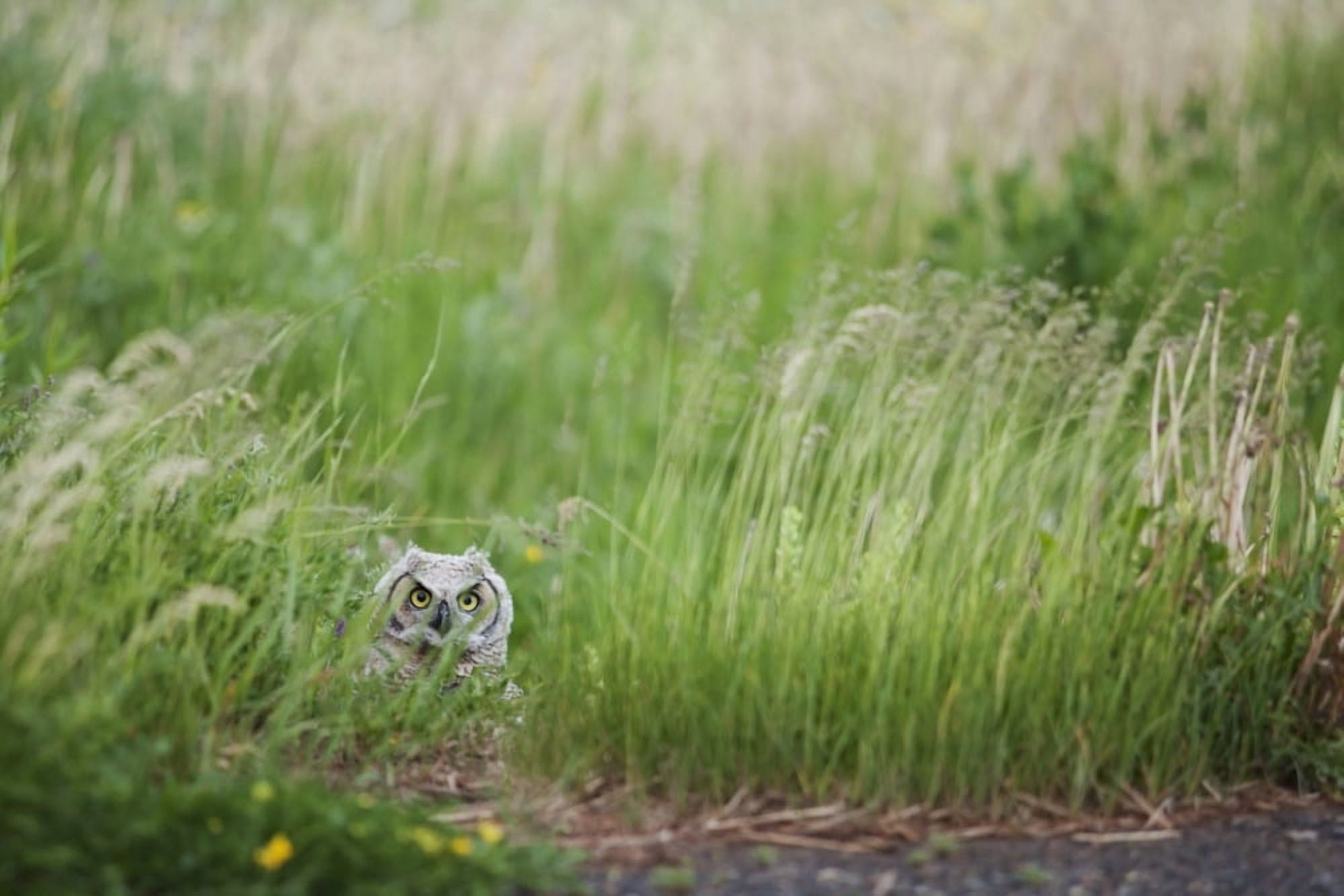 Great Horned Owl (Bubo Virginianus) In The Grass Thunder Bay Ontario Canada Canvas Art - Susan Dykstra Design Pics (19 x 12)