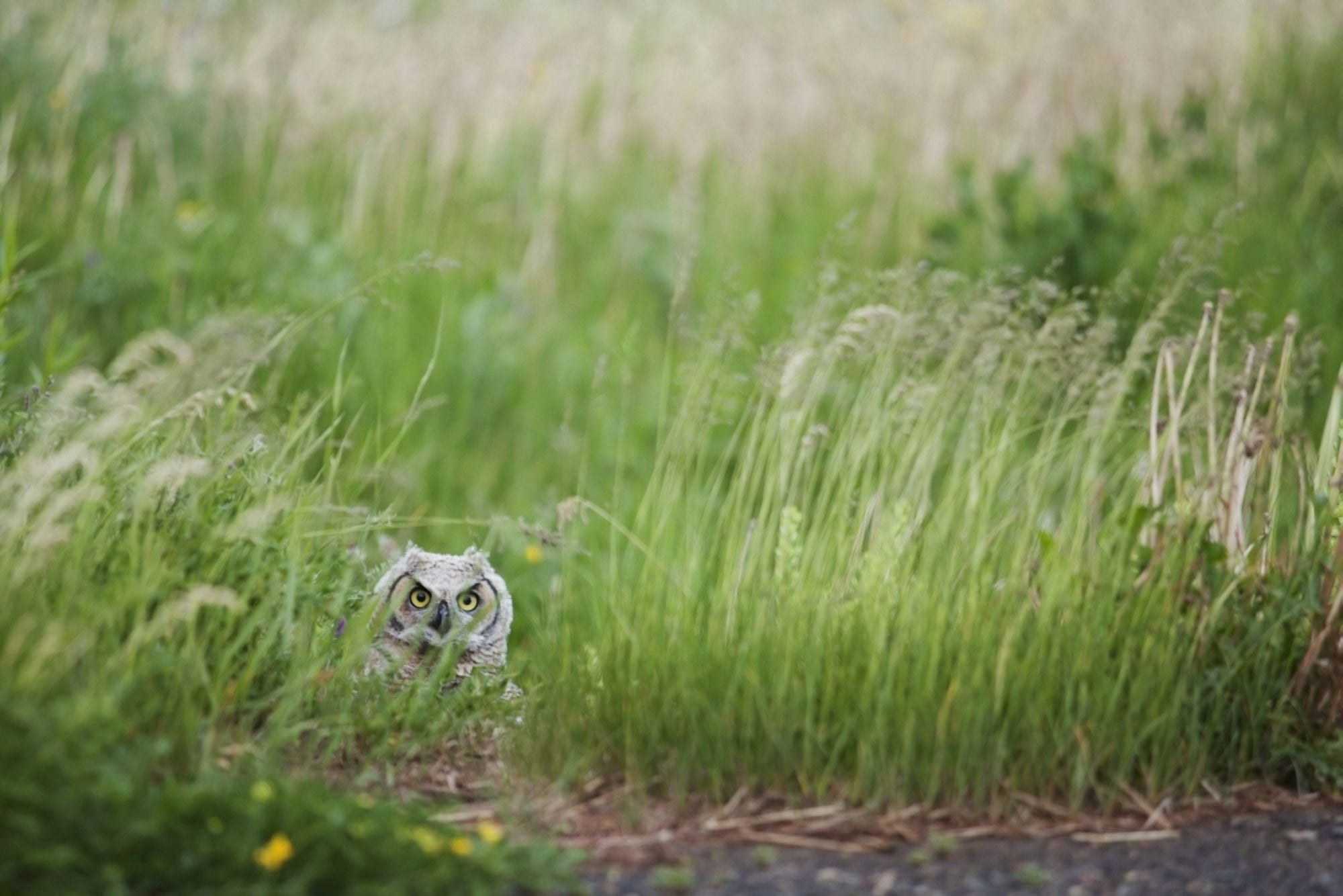 Great Horned Owl (Bubo Virginianus) In The Grass Thunder Bay Ontario Canada Canvas Art - Susan Dykstra Design Pics (38 x 24)